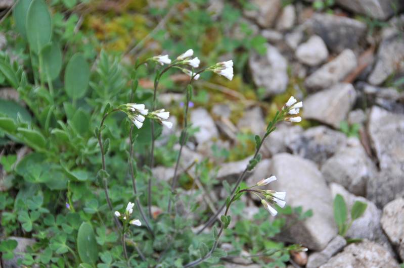 Arabis collina